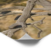 Mountain Lion, aka puma, cougar; Puma concolor, 2 Poster (Ecke)