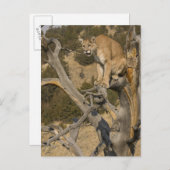 Mountain Lion, aka puma, cougar; Puma concolor, 2 Postkarte (Vorne/Hinten)