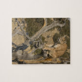 Mountain Lion, aka puma, cougar; Puma concolor, 2 Puzzle (Horizontal)