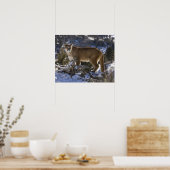 Mountain Lion, aka puma, cougar; Puma concolor, Poster (Küche)