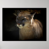 MOUNTAIN LION Cougar Big Cat Wildlife Poster (Vorne)