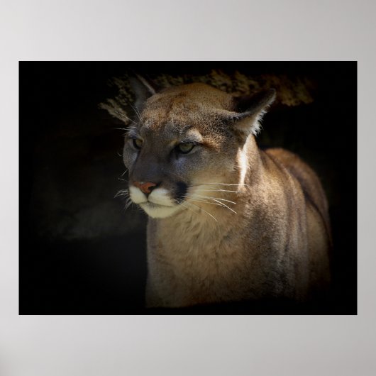MOUNTAIN LION Cougar Big Cat Wildlife Poster (Vorne)