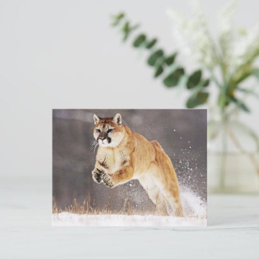 Mountain Lion (Cougar) Postkarte (Stehend Vorderseite)
