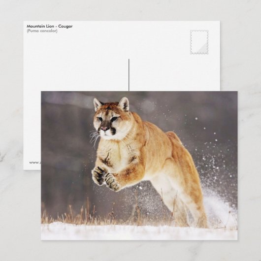 Mountain Lion (Cougar) Postkarte (Vorne/Hinten)