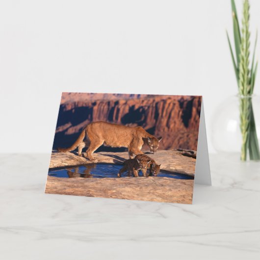 Mountain Lion & Cubs Greeting Card Karte (Vorderseite)