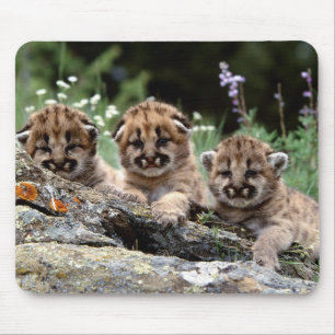Mountain Lion Cubs Mouse Pad Mousepad
