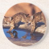 Mountain Lion Cubs Stone Untersetzer (Vorne)