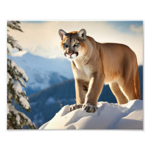 Mountain Lion Foto Print