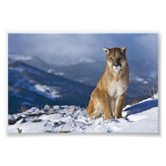 Mountain Lion Foto Print (Vorne)
