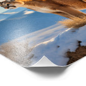 Mountain Lion Foto Print (Ecke)