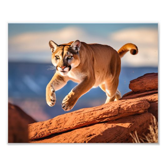 Mountain Lion Foto Print (Vorne)