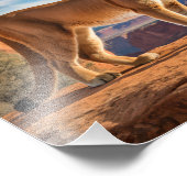 Mountain Lion Foto Print (Ecke)