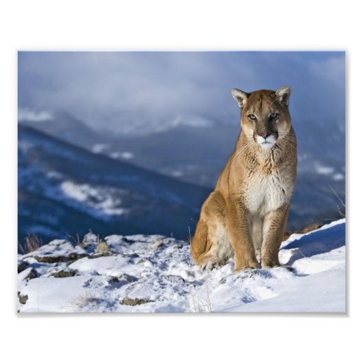 Mountain Lion Foto Print (Vorne)