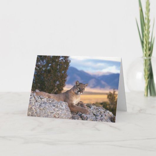 Mountain Lion Grußkarte Karte (Vorderseite)