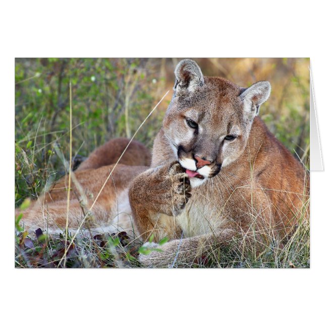 Mountain Lion - Hmmm (Vorderseite (Horizontal))