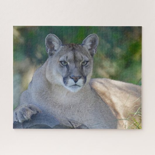 Mountain Lion Jigsaw Puzzle (Horizontal)