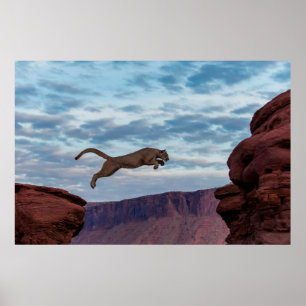 Mountain Lion Jumping Morning Skysprung, Löwe, Tie Poster