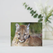 Mountain Lion Playing mit den Blume Postkarte (Stehend Vorderseite)