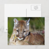 Mountain Lion Playing mit den Blume Postkarte (Vorne/Hinten)