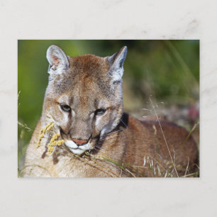 Mountain Lion Playing mit den Blume Postkarte