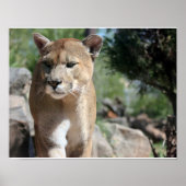 Mountain Lion Poster (Vorne)