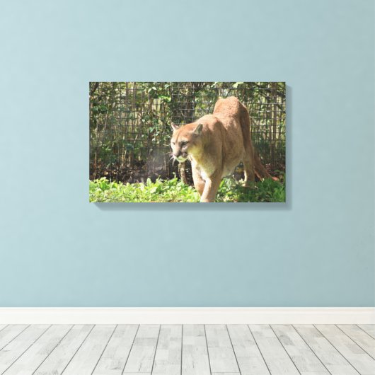 Mountain Lion Puma Cougar Leinwand (Insitu (Holzboden))