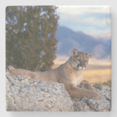 Mountain Lion Stone Untersetzer (Vorderseite)