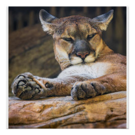 Mountain Lion Wildlife Wall Art Photo Nature Print Poster