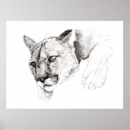 Mountain Lion Zeichnend Poster