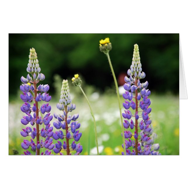 Mountain Lupine Card (Vorderseite (Horizontal))