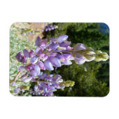 Mountain Lupins at Yosemite Magnet (Horizontal)