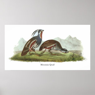Mountain Quail, John Audubon Poster