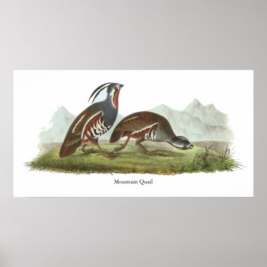 Mountain Quail, John Audubon Poster (Vorne)