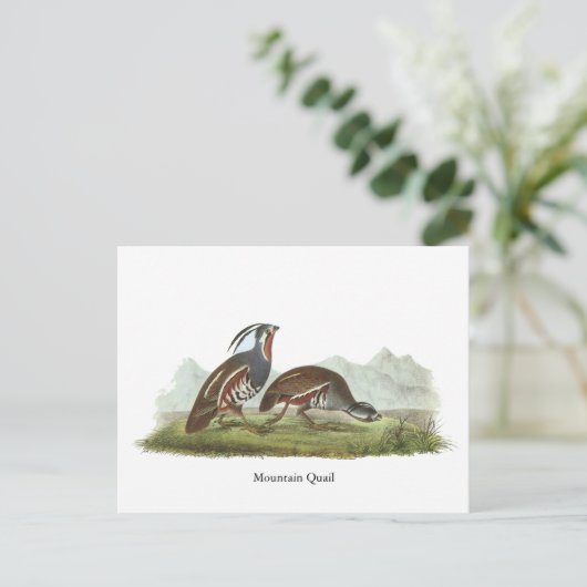 Mountain Quail, John Audubon Postkarte (Stehend Vorderseite)