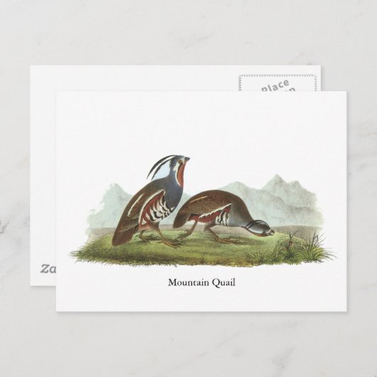 Mountain Quail, John Audubon Postkarte (Vorne/Hinten)