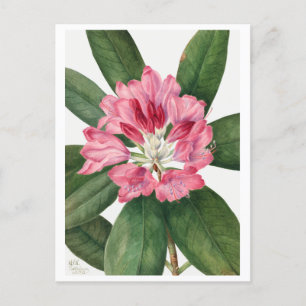 Mountain Rose Bay Rhododendron Vintage Postkarte