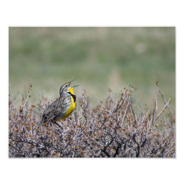 Mountain Song - Western Meadowlark - Casper WY Fotodruck