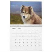 Mountain Zuhause Powder Hound CDX, RAE, RM, CGC, W Kalender (Jan 2026)
