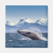 Mountains | Breaching Whale Glacier Bay, Alaska Magnet (Vorne)