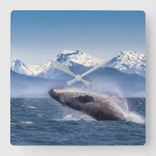 Mountains | Breaching Whale Glacier Bay, Alaska Quadratische Wanduhr (Vorderseite)