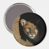 Mountian Lion versteckt sich in Log 3" Magnet (Vorderseite/Rückseite)
