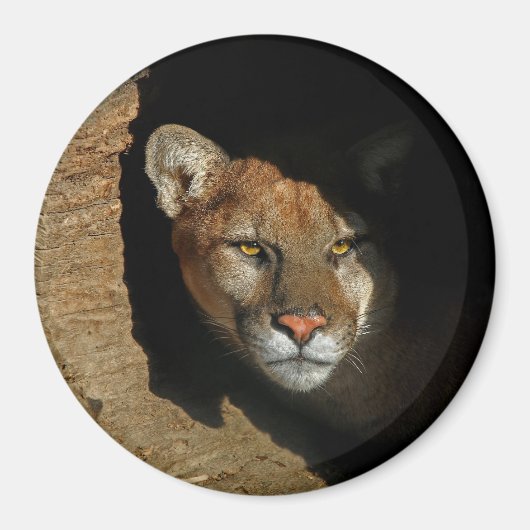 Mountian Lion versteckt sich in Log 3" Magnet (Vorne)