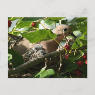 Mourning Dove and Baby Nesting in Mulberry Tree Postkarte