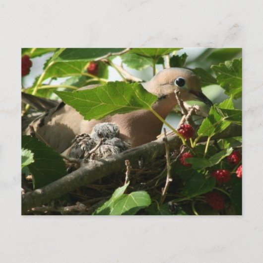 Mourning Dove and Baby Nesting in Mulberry Tree Postkarte (Vorderseite)