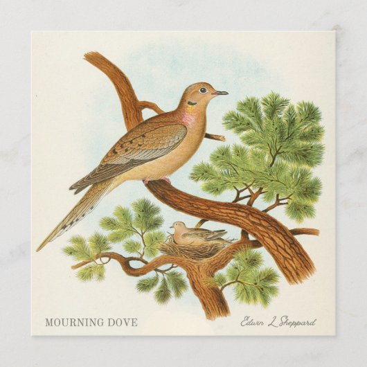 Mourning Dove by Edwin L. Sheppard (Vorderseite)