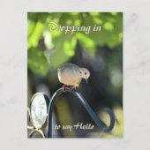 Mourning Dove Dropping in to Say Hello Postkarte (Vorderseite)