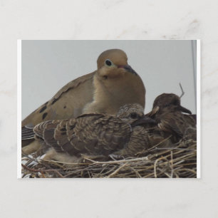 Mourning Dove Family Postkarte