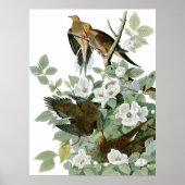 Mourning Dove, John James Audubon Fine Art Poster (Vorne)
