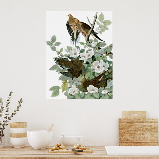 Mourning Dove, John James Audubon Fine Art Poster (Küche)