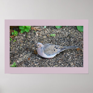 Mourning Dove Poster